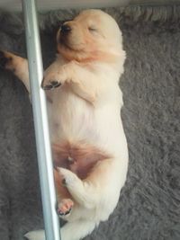 website foto puppie slaapt